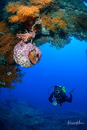 Bali Coral Dive Center 1