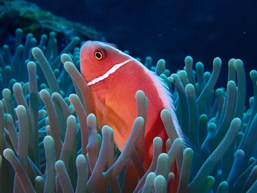 Bali Coral Dive Center 4