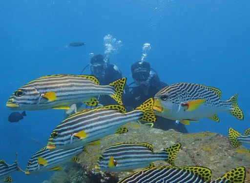 Tour Dive Bali 3