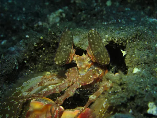 Scuba Tribe Bali dive-resort 1