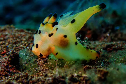 Scuba Tribe Bali dive-resort 2