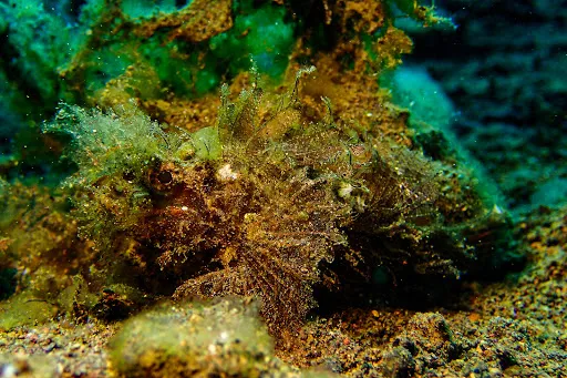 Scuba Tribe Bali dive-resort 4