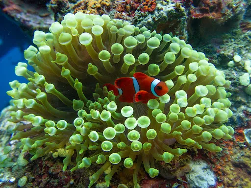 Liberty Wreck Dive 3