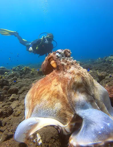 Liberty Wreck Dive 4
