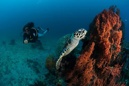 Bali Dive Resort and Spa 4