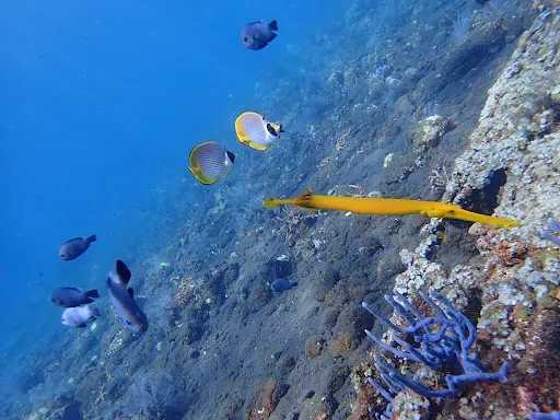 Bali Conservation Diving 3