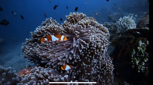 SCUBA WITH MELKI 2