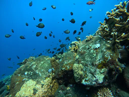 SCUBA WITH MELKI 3