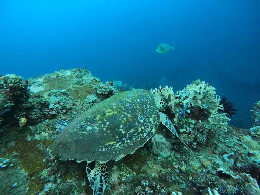 SCUBA WITH MELKI 4