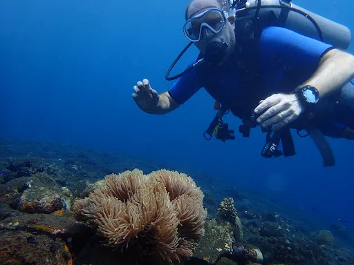 Two Fish Divers Amed 2