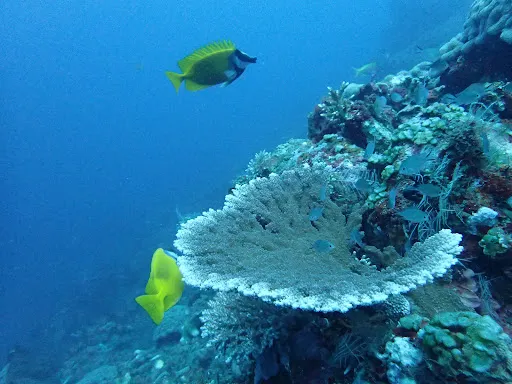 Two Fish Divers Amed 3
