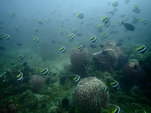 Dive Concepts Amed 1