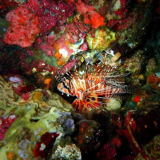 Dive Concepts Amed 2