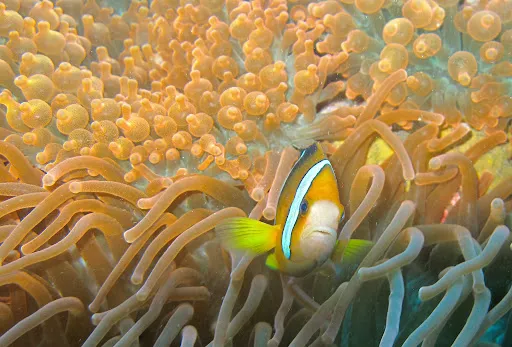 Dive Concepts Amed 3