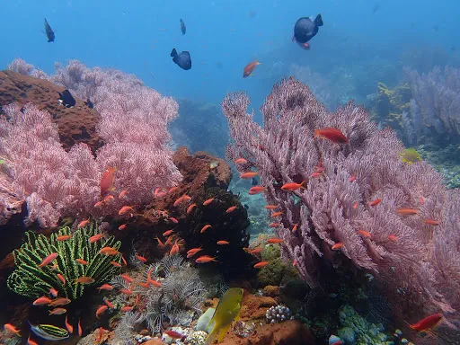 Dive Concepts Amed 4