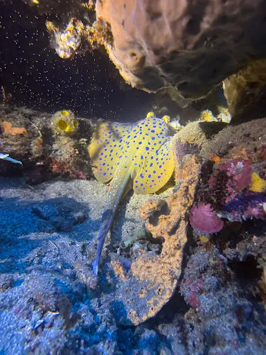 Dream Divers 3