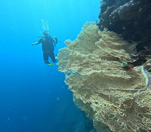 Ecodive Bali 3