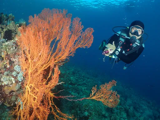 Ocean Tree Bali - Diving in Amed 1