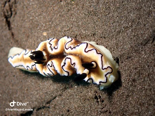 Ocean Tree Bali - Diving in Amed 3