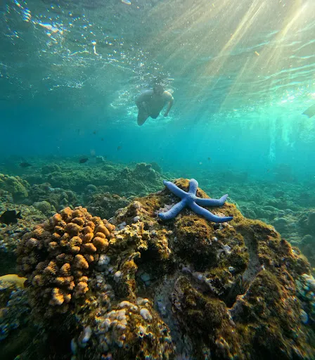 Snorkeling in amed 1