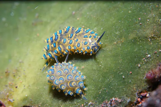 Bali Diving Academy Tulamben 1
