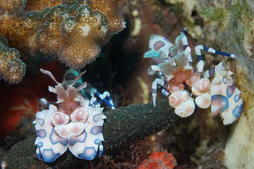 Bali Diving Academy Tulamben 2