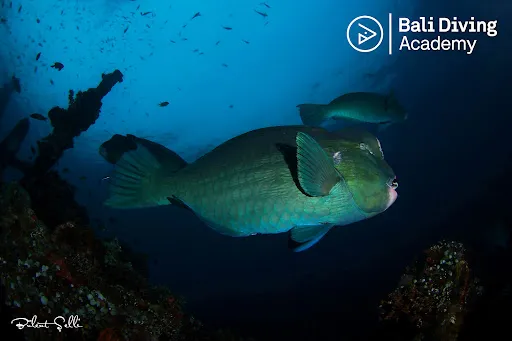 Bali Diving Academy Tulamben 4