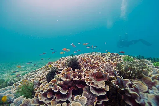 Ocean Dive League IDC center 1