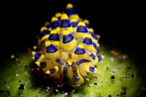 Oceanus Tulamben Dive | Dive Site 4