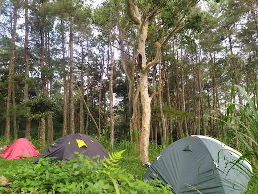 Pinus Nawakerti Camp Ground 2