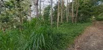 Pinus Nawakerti Camp Ground 3