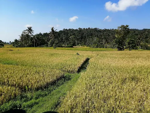 warung Han's Bamboo 4