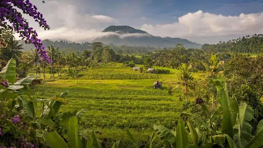 Eco breeze Bamboo Bali 4