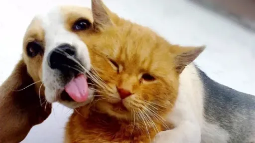 Papa Petshop 3