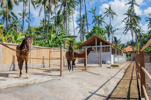 Horse Bali 1
