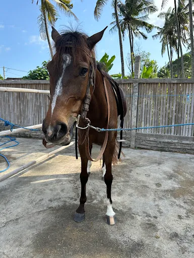 Horse Bali 4