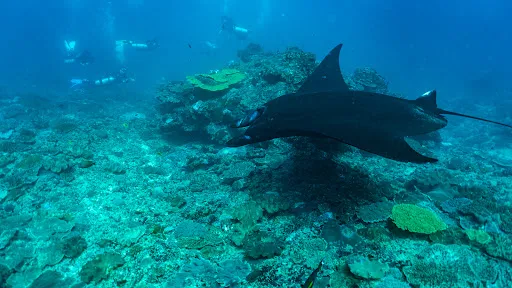 ORCA Dive Club Bali 4