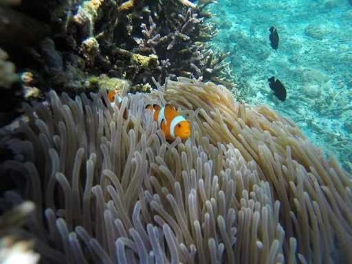Snorkling Trip Center 4