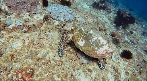 Deutsche Tauchbasis Water Worxx Dive Center Bali (Padang Bai) 3