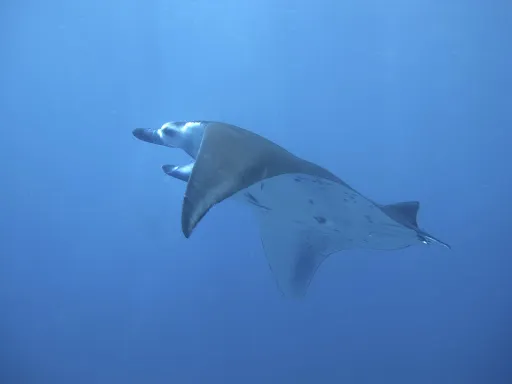 Deutsche Tauchbasis Water Worxx Dive Center Bali (Padang Bai) 4