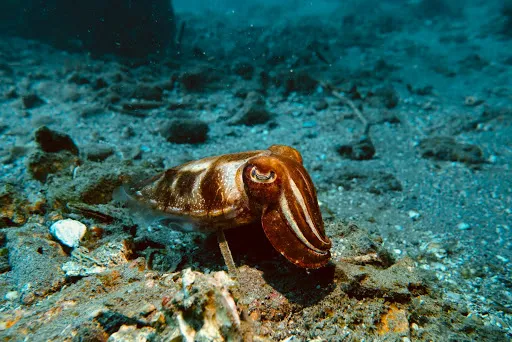 Padangbai Bali Dive 1