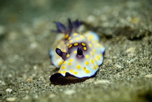 Padangbai Bali Dive 2