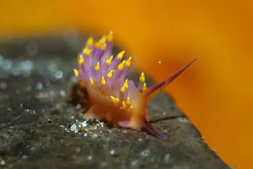 Padangbai Bali Dive 4