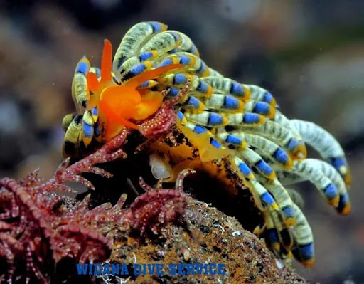 Widana Dive Service 3