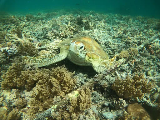 Easy Gili 4