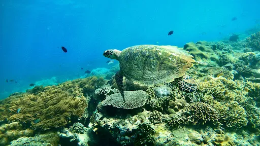 Blueoceandive - Snorkeling & Diving Bali 1