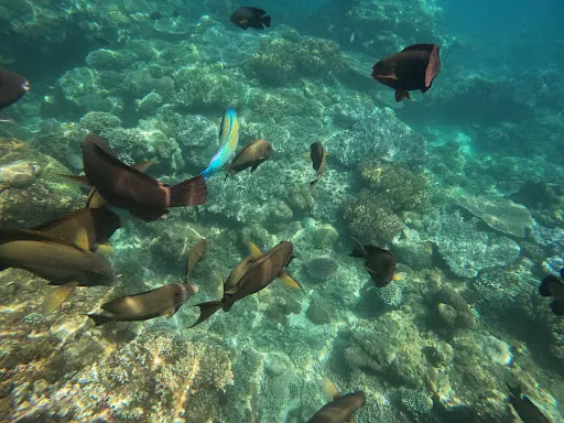 Blueoceandive - Snorkeling & Diving Bali 2