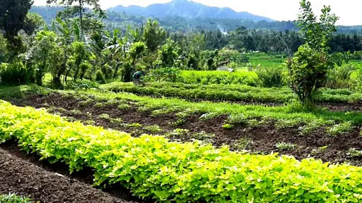 Manggis Culture Hub