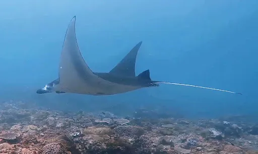 Diving Candidasa 2