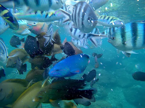 Komang Elot Snorkeling 2